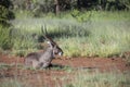 Common Waterbuck in Kruger National park, South Africa Royalty Free Stock Photo