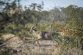 Common Waterbuck in Kruger National park, South Africa Royalty Free Stock Photo