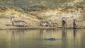 Common Waterbuck in Kruger National park, South Africa Royalty Free Stock Photo