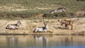 Common Waterbuck in Kruger National park, South Africa Royalty Free Stock Photo