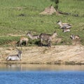 Common Waterbuck in Kruger National park, South Africa Royalty Free Stock Photo