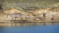 Common Waterbuck in Kruger National park, South Africa Royalty Free Stock Photo