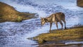 Common Waterbuck in Kruger National park, South Africa Royalty Free Stock Photo