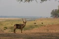 Common Waterbuck in the Zamezi valley