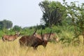 Common waterbucks, Queen ElizabethNational Park, Uganda