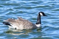 Common waterfowl of Colorado. Canada Goose swimming in a lake