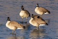 Common waterfowl of Colorado. A group of Canada Geest gathered on an icy lake