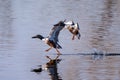 Waterfowl of Colorado. Northern Shovelers Landing In A Lake Royalty Free Stock Photo