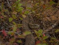 Common watersnake basking in the sun Royalty Free Stock Photo