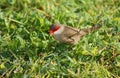 Common Waxbill Royalty Free Stock Photo