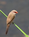 Common Waxbill Royalty Free Stock Photo