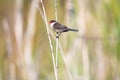 Small bird with red masked face perched in tall grass in the sunlight.