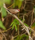 Common Waxbill on branch