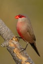 Common waxbill - Estrilda astrild - Bico de lacre Royalty Free Stock Photo