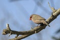 Common Waxbill - Estrilda astrild Royalty Free Stock Photo