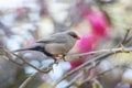 Common Waxbill - Estrilda astrild