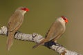 Common waxbill - Estrilda astrild - Bico de lacre Royalty Free Stock Photo