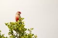 Common Waxbill - Estrilda astrild