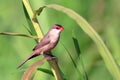 Common Waxbill Estrilda astrild, invasive bird, introduced in Brazil