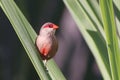 Common Waxbill (Estrilda astrild) perched on grass, in an urban environment in Brazil Royalty Free Stock Photo