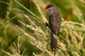 Common Waxbill perched on a grass stalk.