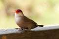 Common Waxbill