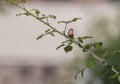 Common Waxbill on a spiny branch Royalty Free Stock Photo