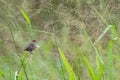 Common Waxbill, tropical bird Royalty Free Stock Photo