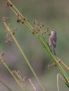 Common Waxbill with wild fruits