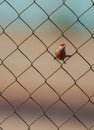 Common Waxbill on the wire