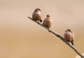 Common Waxbills Royalty Free Stock Photo