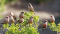 Common Waxbills Royalty Free Stock Photo