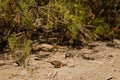 Common waxbills searching for food. Royalty Free Stock Photo