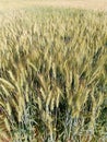 Common wheat crop almost ready for harvest & x28;from misrial pakistan& x29; Royalty Free Stock Photo