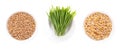 Common wheat grains, wheatgrass, and fresh wheat germs, in white bowls Royalty Free Stock Photo