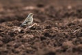 Common wheatear Oenanthe oenanthe