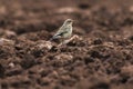 Common wheatear Oenanthe oenanthe