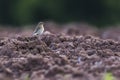 Common wheatear Oenanthe oenanthe