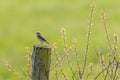 Common wheatear Oenanthe oenanthe