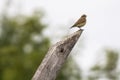 Common wheatear Oenanthe oenanthe