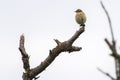 Common wheatear Oenanthe oenanthe