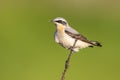 Common wheatear Oenanthe oenanthe