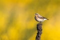 Common wheatear Oenanthe oenanthe