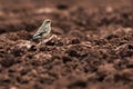 Common wheatear Oenanthe oenanthe