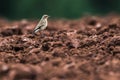 Common wheatear Oenanthe oenanthe