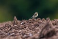 Common wheatear Oenanthe oenanthe