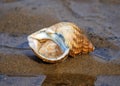 Common Whelk - Buccinum undatum, a marine gastropod.