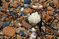 Common whelk egg case Royalty Free Stock Photo