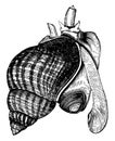 Common whelk, vintage illustration