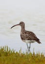 Common Whimbrel Royalty Free Stock Photo